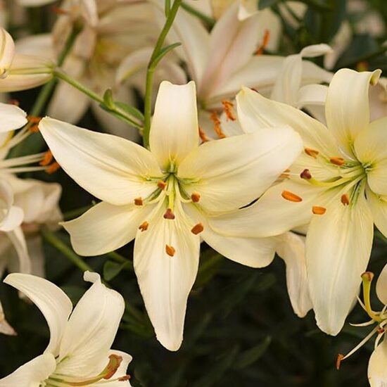  Pearl Frances (Āzijas lilijas hibrīds) 